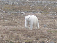 Polar Bear Attack