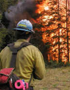 Firefighter observing burning tree.