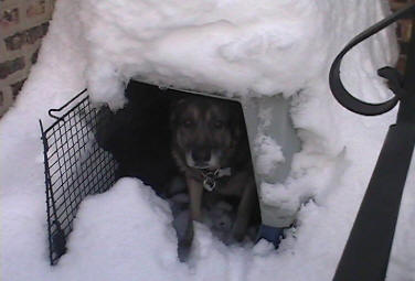 CSI Mascot Is is a Huskie? Or A German Shepard?