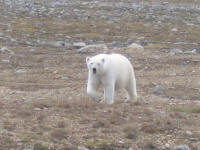Polar Bear Attack